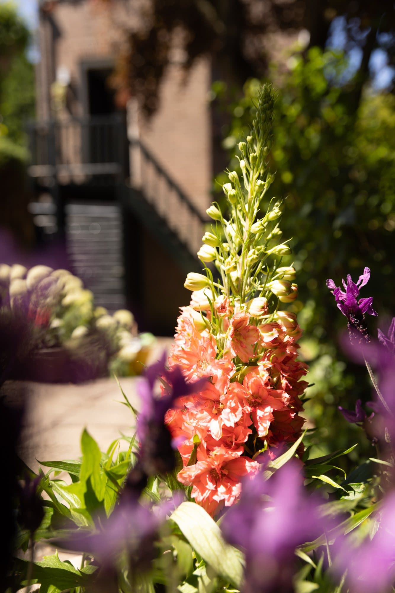 Bloeiende planten in onze tuin